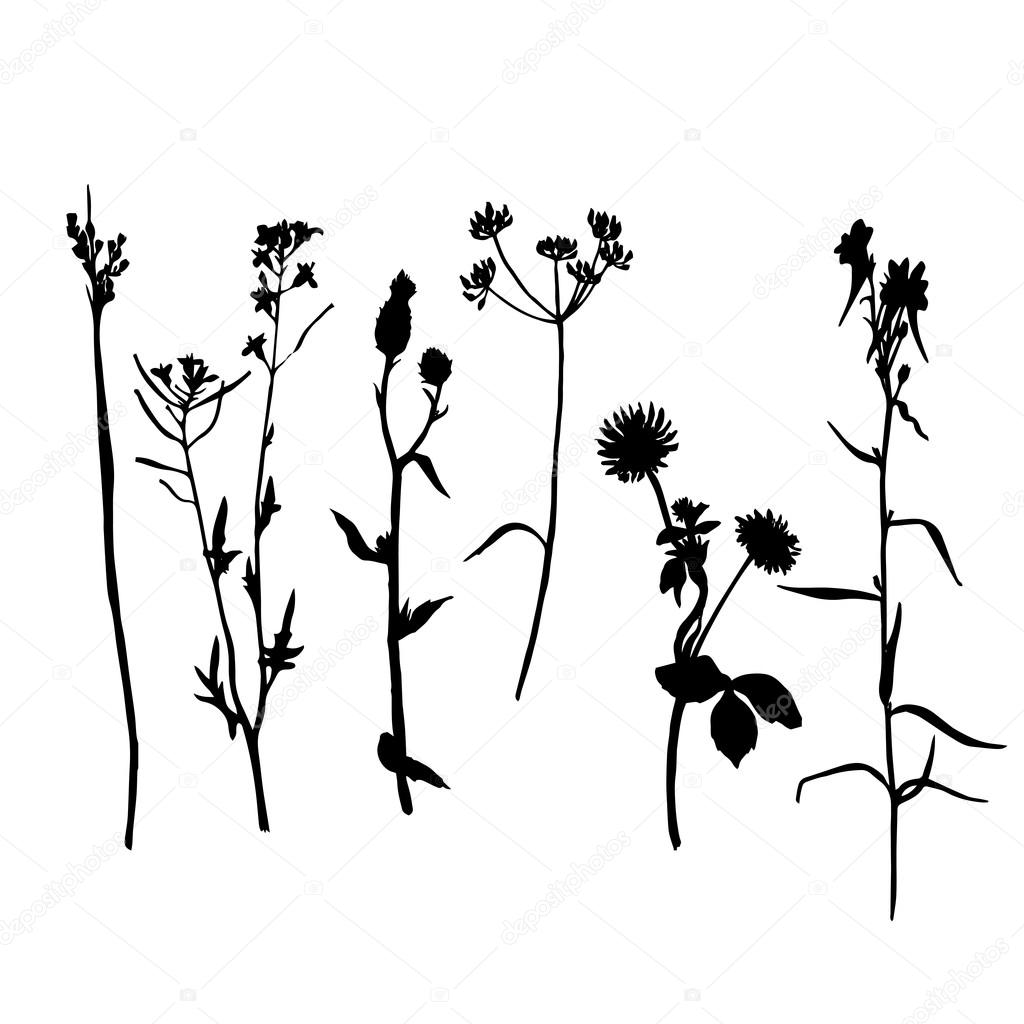 1024x1024 Vector Set Of Drawing Plants Silhouettes Stock Vector