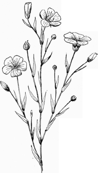 341x604 Drawing Plants And Flowers