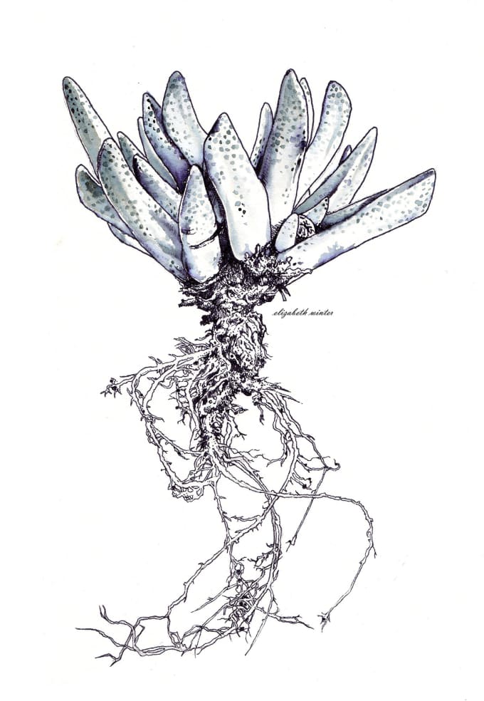 680x984 Draw Plants, Anything Botanical By Lizwinter