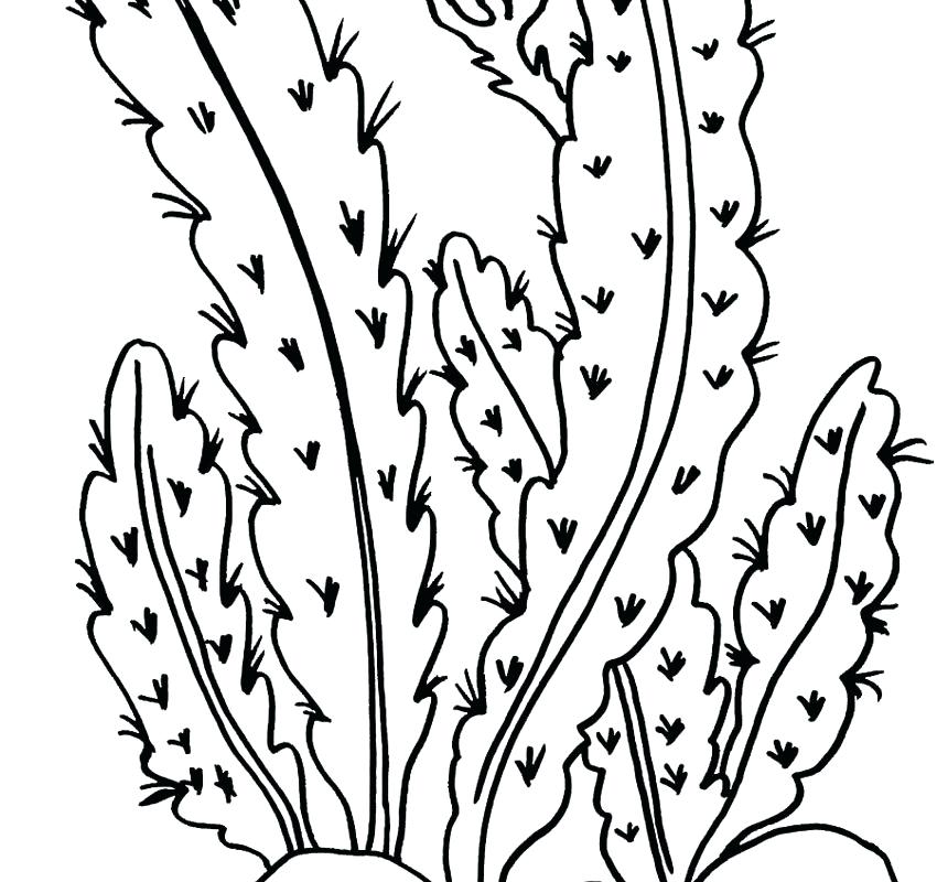 850x800 Plants Coloring Page Desert Plants Coloring Pages Free Printable