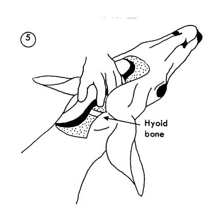 438x433 Untitled Document