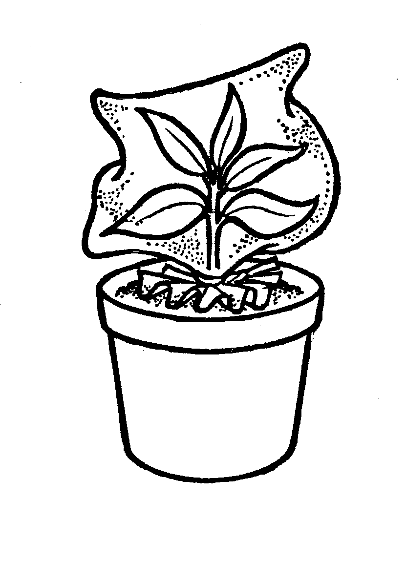 831x1194 Activity 26 Plant In A Bag