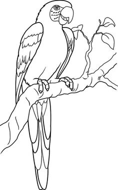 236x380 Parrots Coloring Sheet Outline, Parrot Drawing Outline. Coloring
