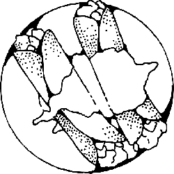 250x251 Two, Food, Plate, French, Outline, Cartoon, Coloring