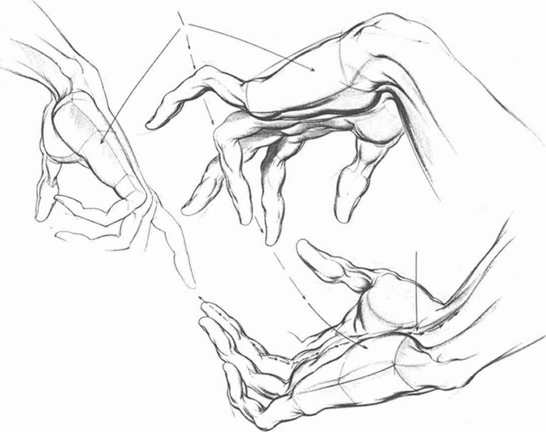 1090x862 Anatomical Landmarks And Surface Stress