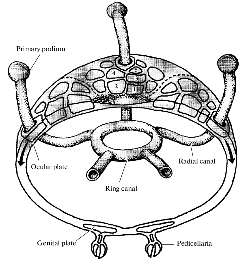 850x888 Scheme Of The Succession Of The Formation Of Skeletal Plates In Sea