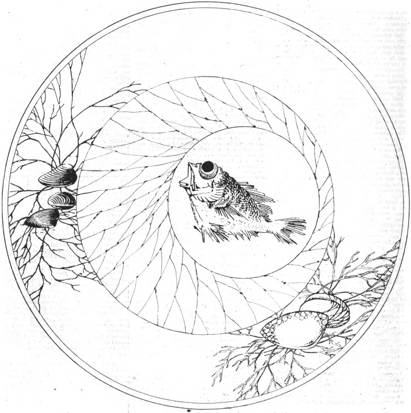 1594x1600 Oyster Plates