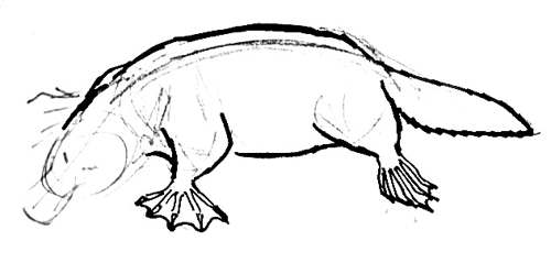 500x239 How To Draw A Platypus