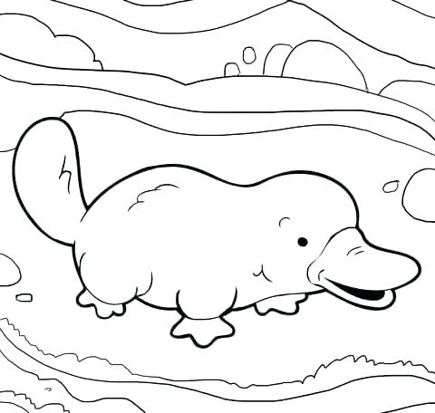 480x456 Perry The Platypus Coloring Pages Platypus Coloring Page Duck