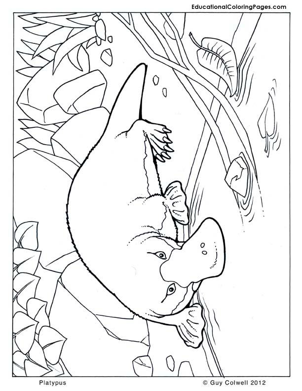 612x792 Platypus Coloring, Australian Animal Coloring Pages Summer Reads