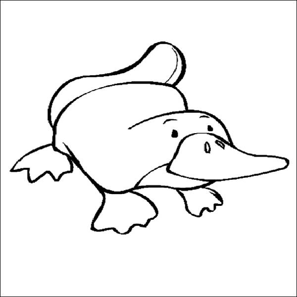 600x600 Platypus Coloring Pages
