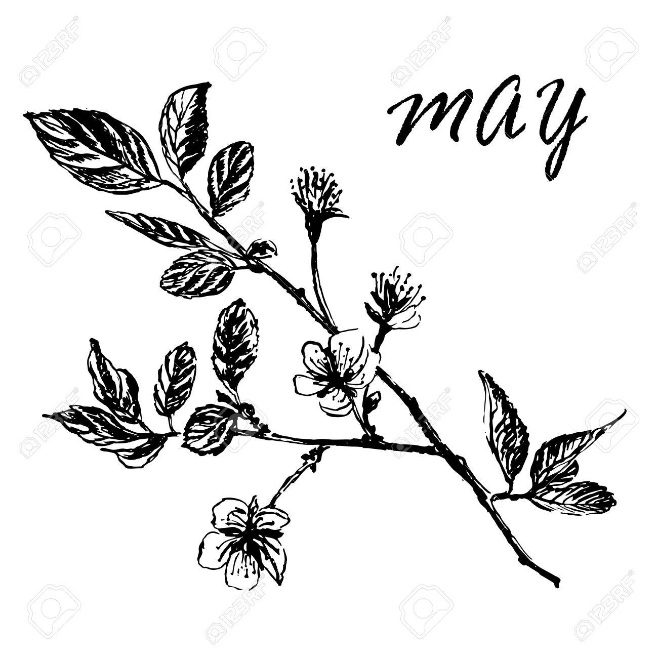 1300x1300 Drawing Of Blooming Plum Tree Branches With Buds And Leaves