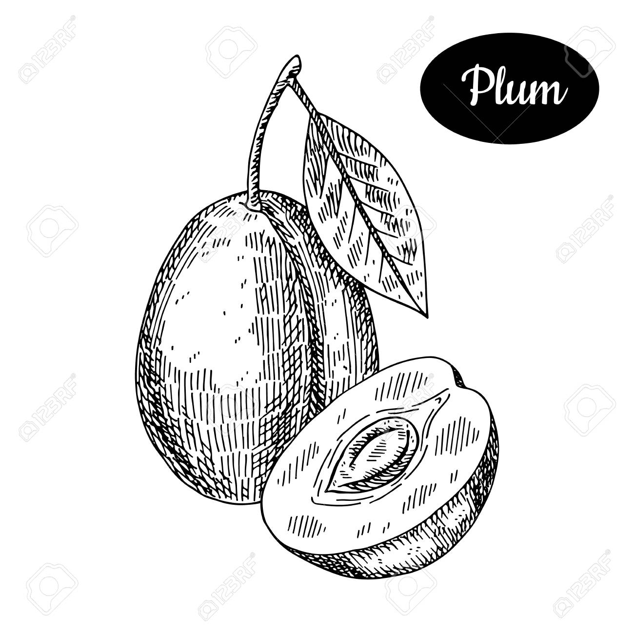 1300x1300 Fresh Plum. Hand Drawn Sketch Style Tropical Summer Fruit Vector