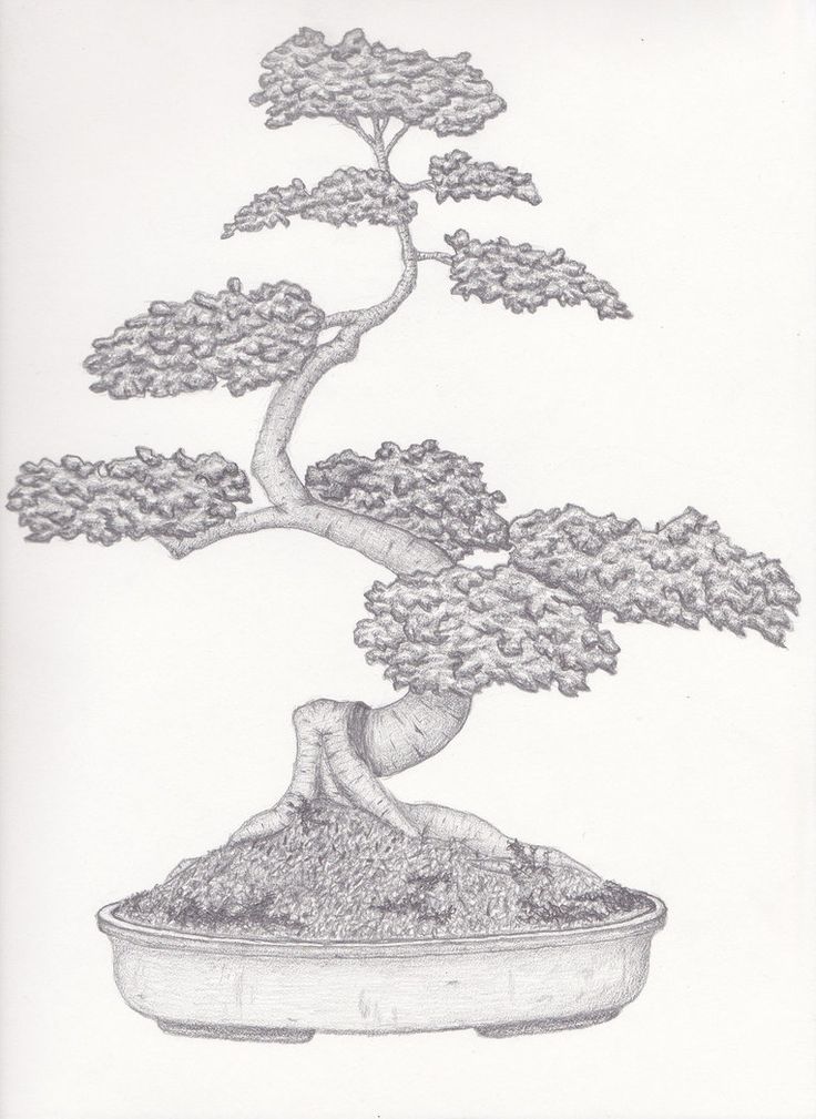 736x1009 Japanese Plum Tree Drawing Tags Japanese Tree Drawing How