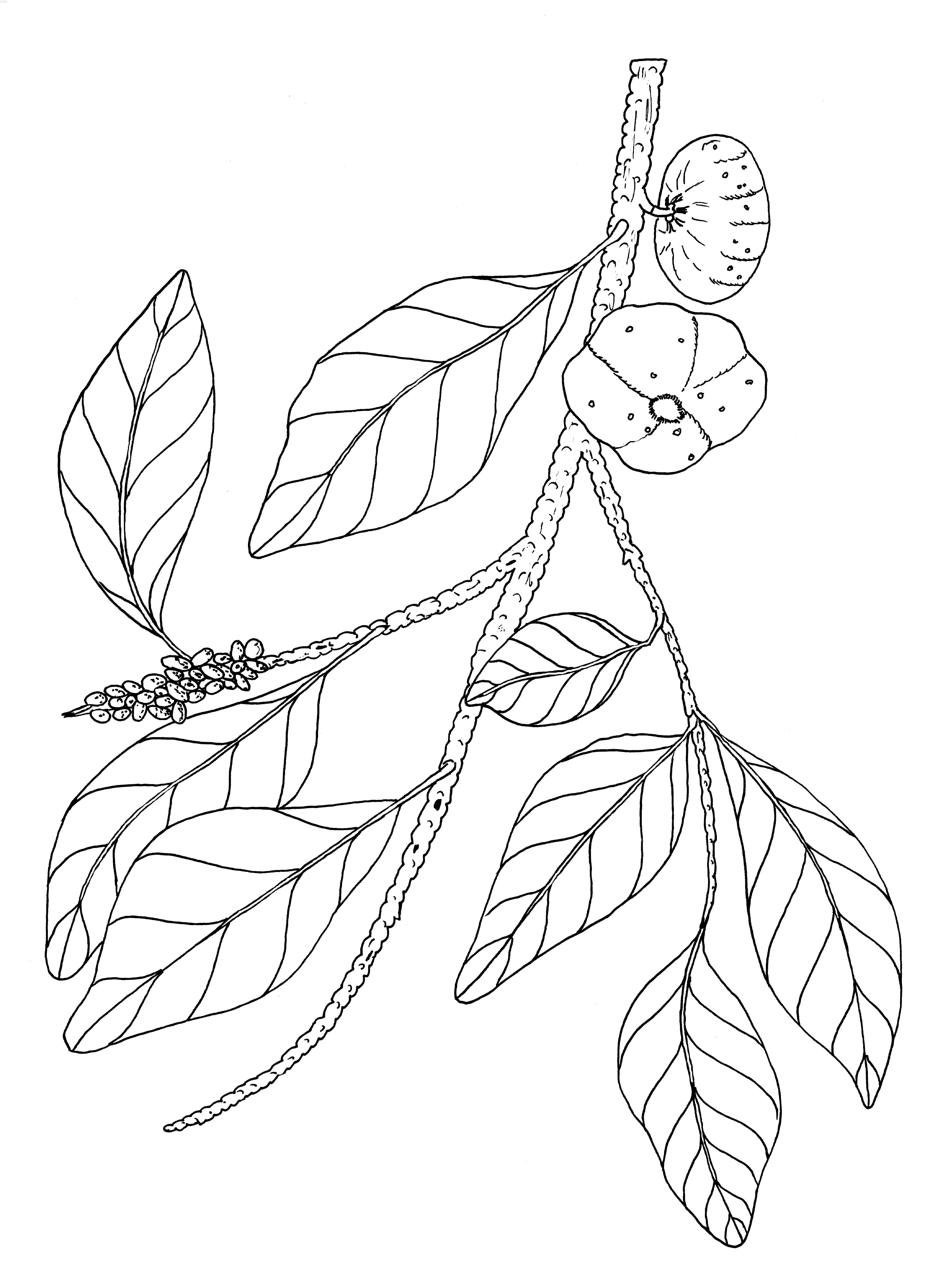 5100x7019 Ltd Ed Print Big Green Plum Lanchonella Pohlmaniana Var.vestita