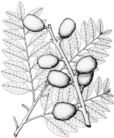 373x450 Spanish Plum, Red Mombin