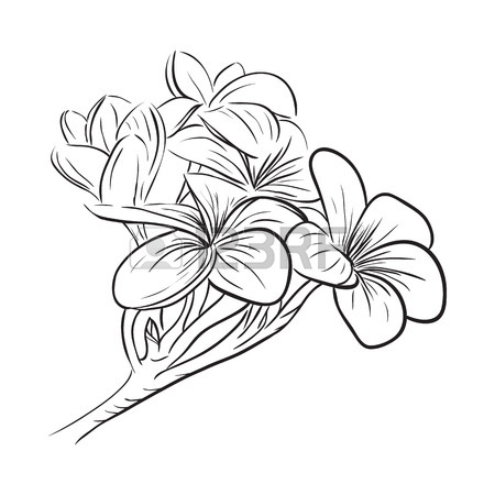 The best free Frangipani drawing images. Download from 47 free drawings ...