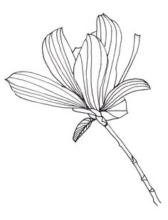 236x310 Line Drawing