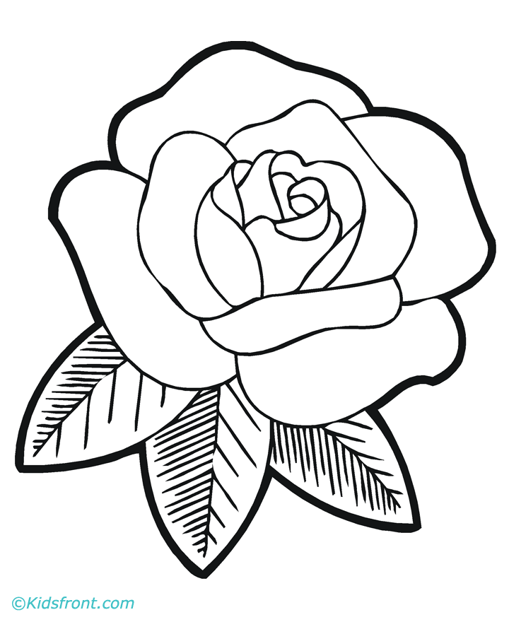 720x880 Drawn Flower Rose
