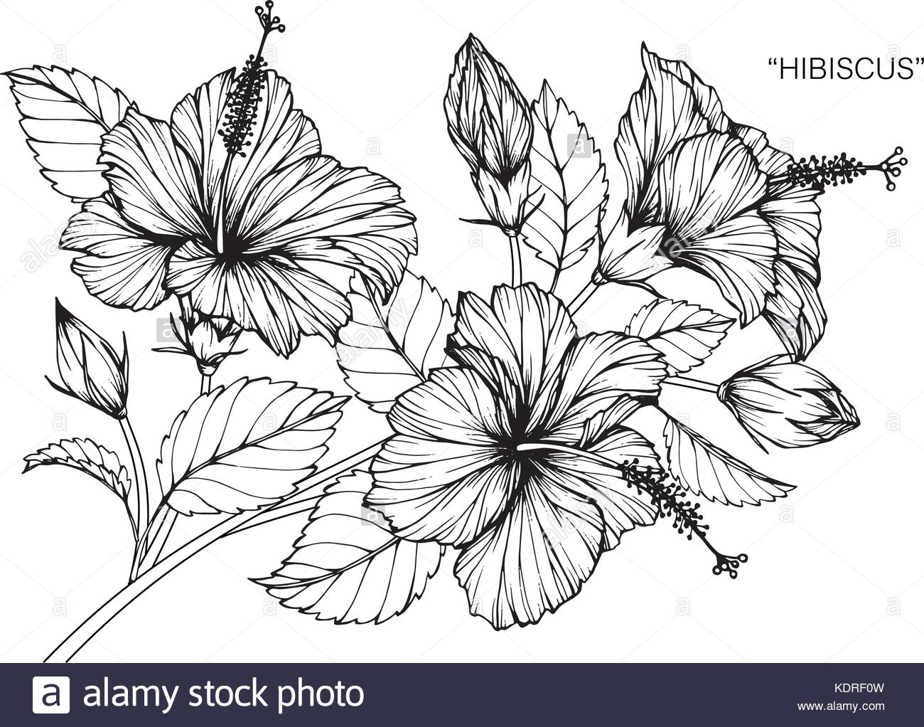 1300x1022 Hibiscus Flower Drawing Cut Out Stock Images Amp Pictures