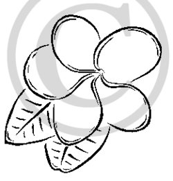 250x261 Plumeria Flower Cartoon Clipart