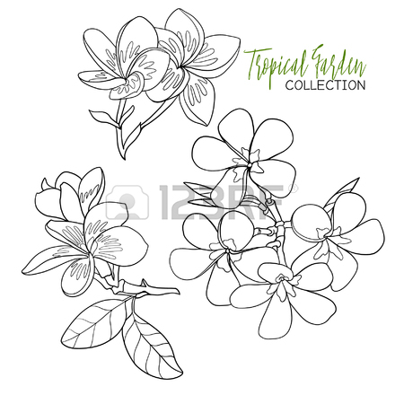 Plumeria Flower Drawing at GetDrawings | Free download