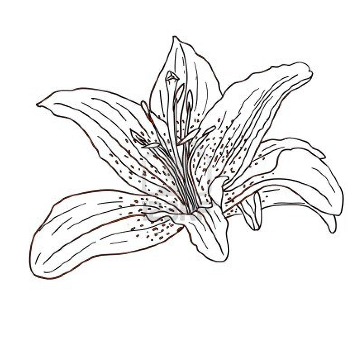 1200x1200 Tropical Flower Drawing How To Draw Tropical Flowers