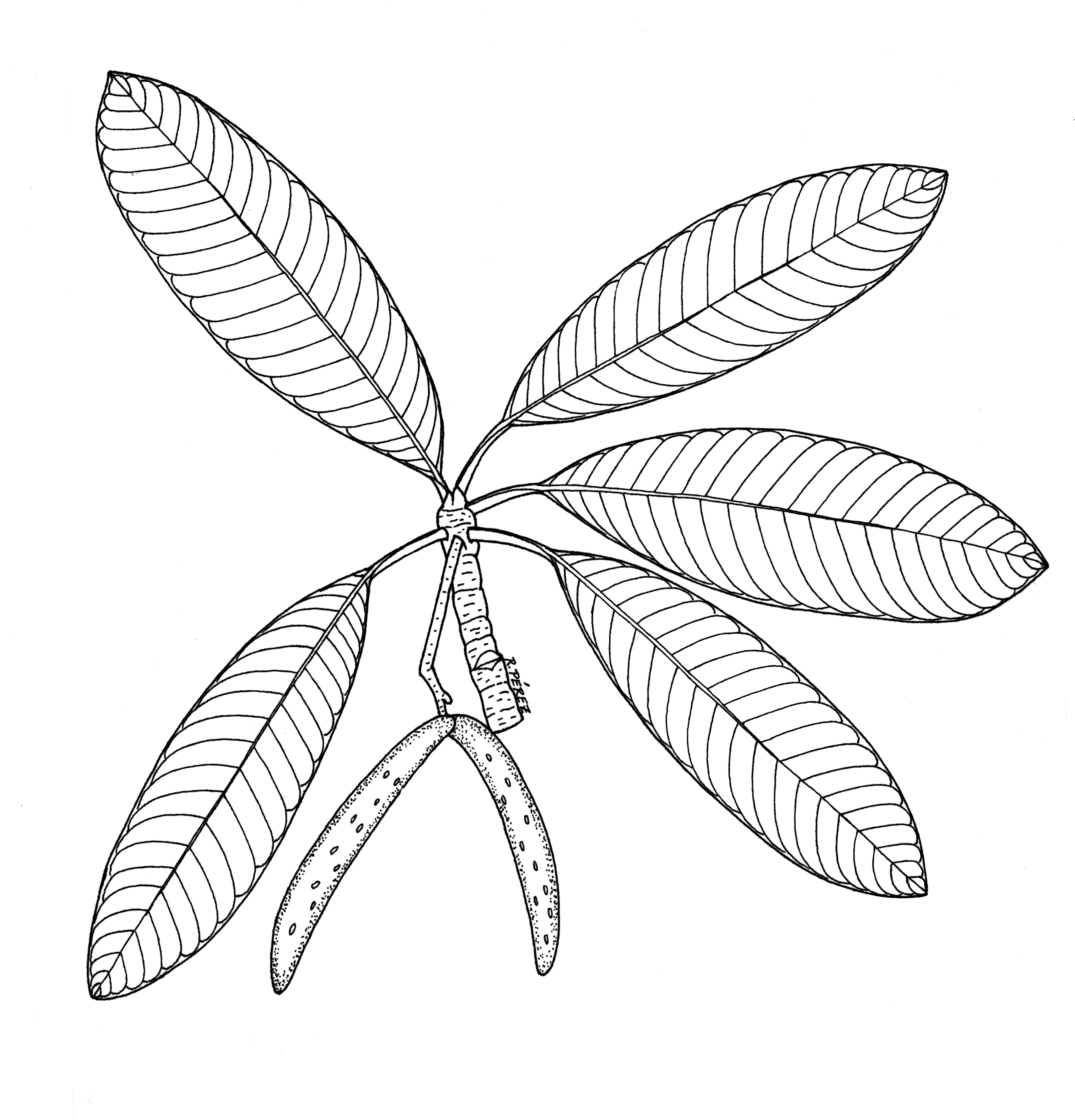 3689x3845 Panama Watershed Tree Atlas