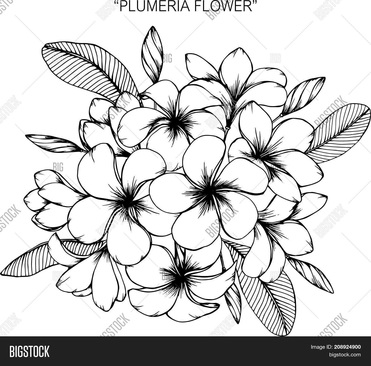 1500x1480 Plumeria Flower Drawing.black Vector Amp Photo Bigstock