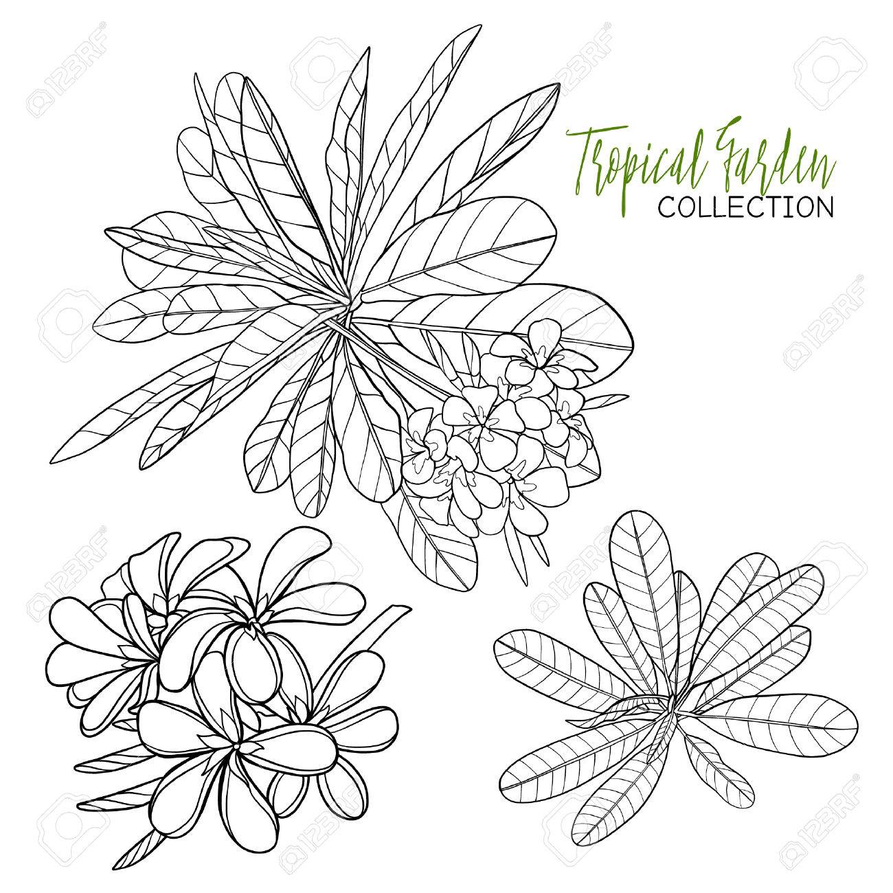 1300x1300 Plumeria. Tropical Plant. Vector Illustration. Coloring Book