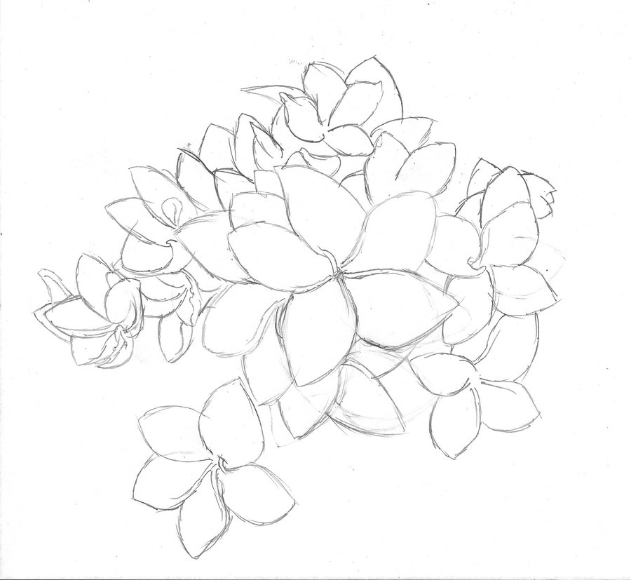 900x827 Plumeriapulmeria Flower Drawing By Gibeltilge
