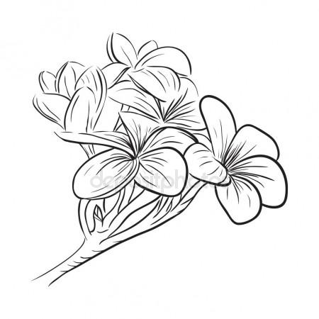 450x450 Single Pink Plumeria, Frangipani Tropical Flower, Sketch Vector