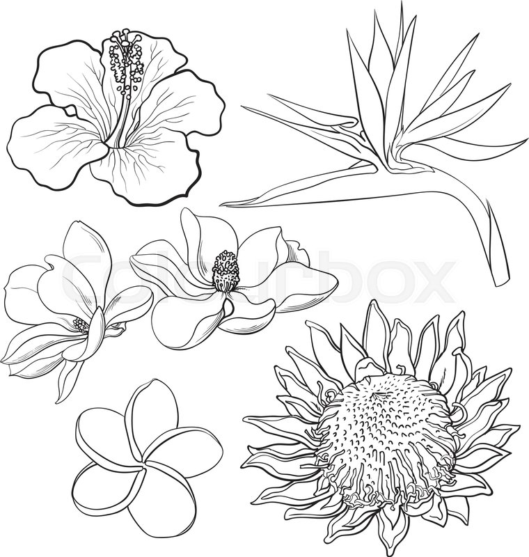 760x800 Tropical Flowers