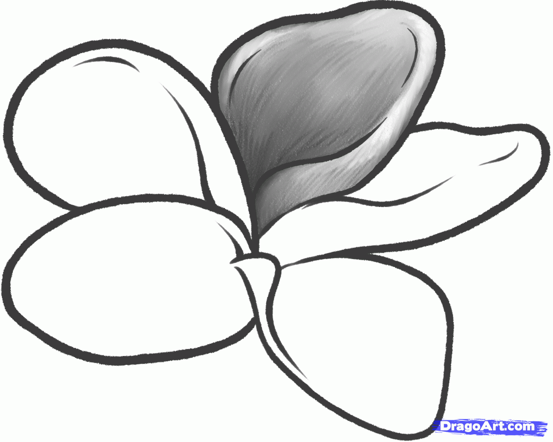 1124x899 How To Draw A Frangipani, Plumeria Flower Step 7 Drawing