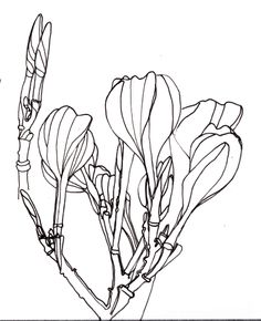 236x290 Line Drawing