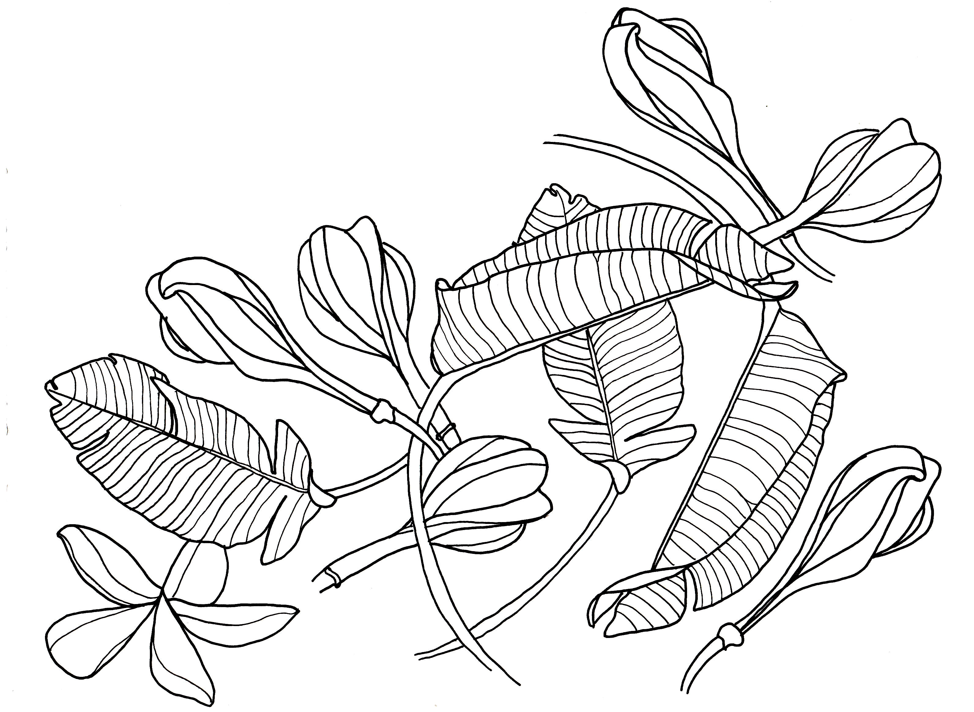 Plumeria Line Drawing at GetDrawings | Free download