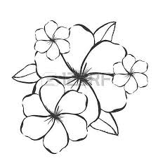 225x225 Image Result For Frangipani Line Drawing Flowers ( Drawing