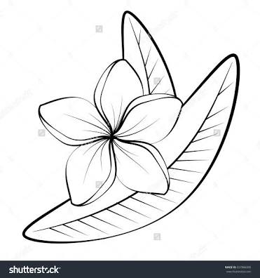 371x396 Image Result For Frangipani Line Drawing Tattoos