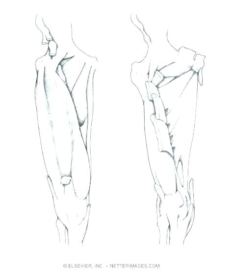 475x550 Netter Coloring Book Plus Coloring Anatomy Book College Anatomy