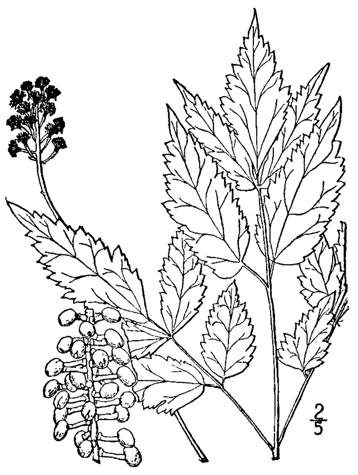1509x2000 Fileactaea Pachypoda Drawing.png