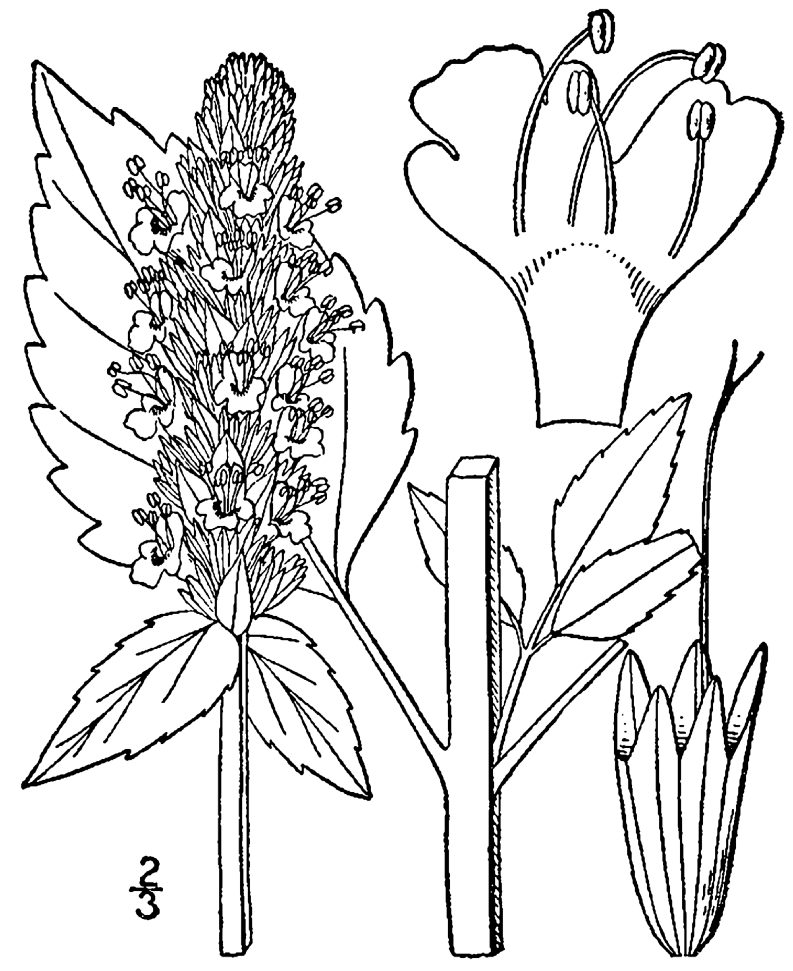 1633x2000 Fileagastache Nepetoides Drawing.png