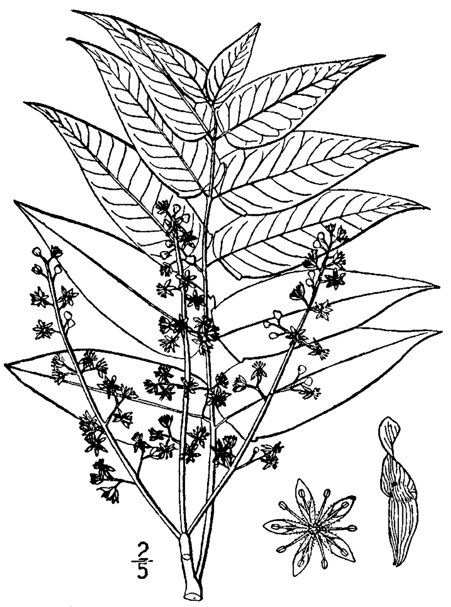 1486x2000 Fileailanthus Altissima Drawing.png