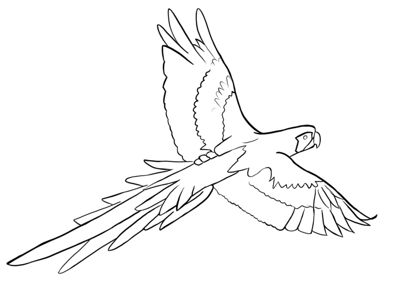 800x600 Parrots Coloring Sheet Outline, Parrot Drawing Outline. Coloring