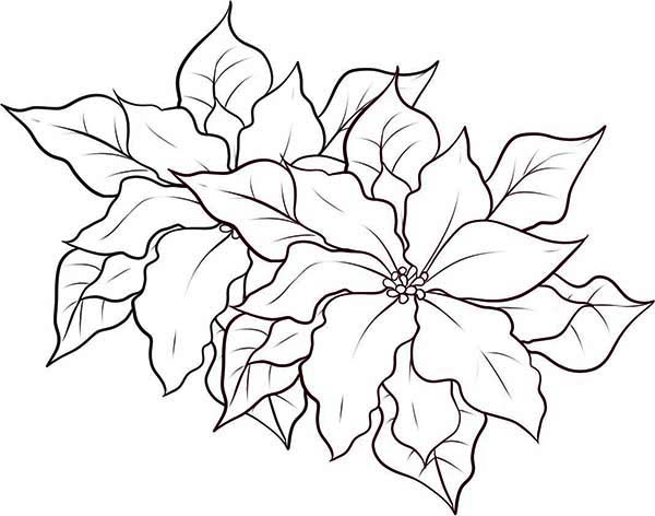 600x472 Coloring Pages Poinsettia