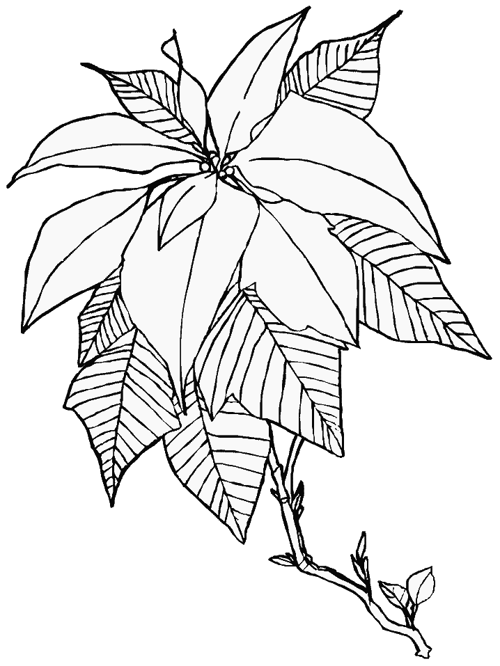 718x957 Poinsettia Coloring Pages