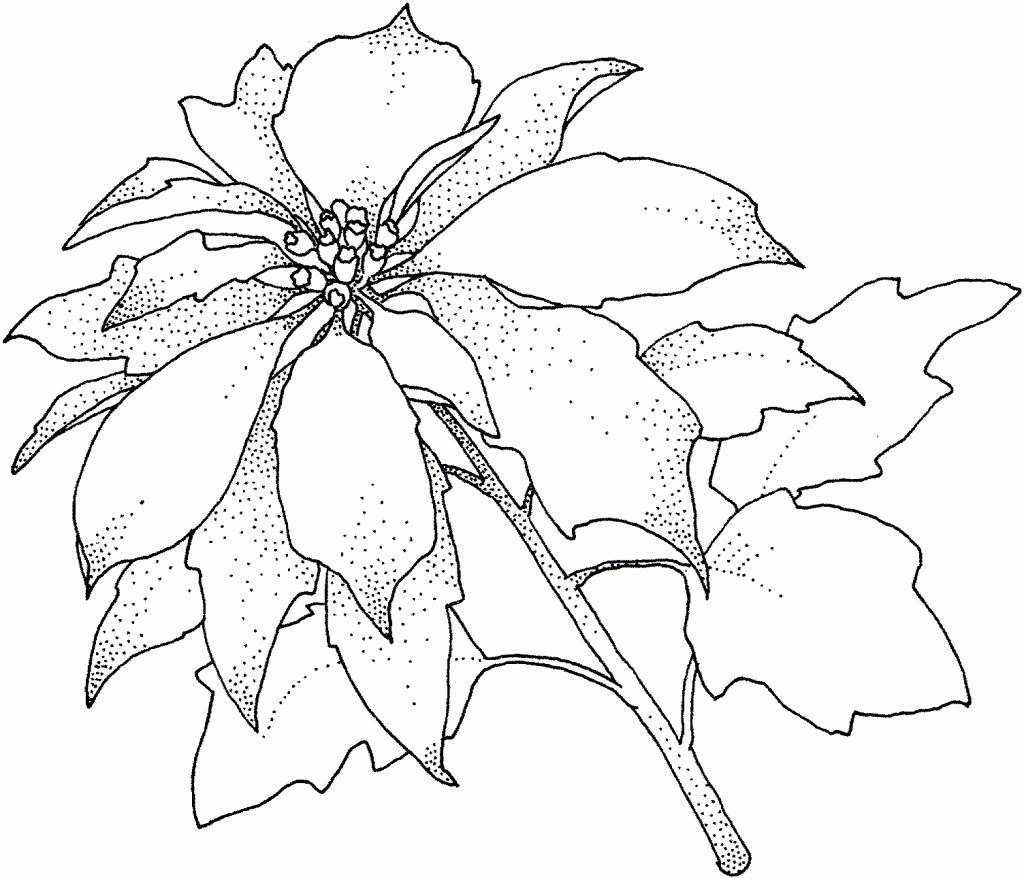 1024x879 Poinsettia Coloring Pages Photos