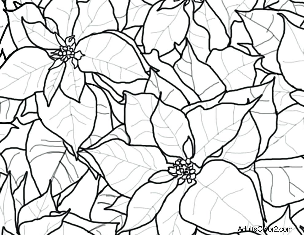990x765 Poinsettia Coloring Sheet