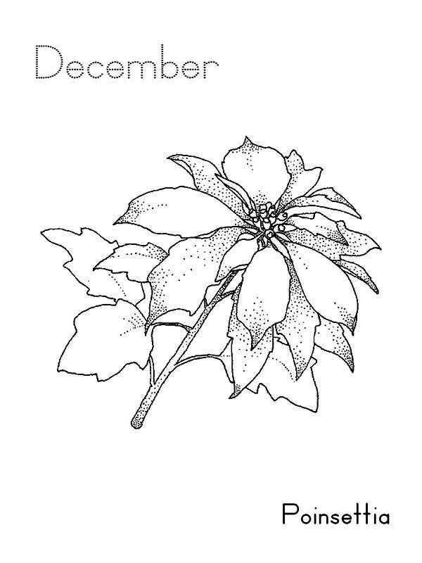 600x800 Poinsettia Flower On December Coloring Page