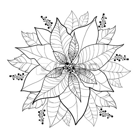 450x450 Poinsettia Stock Photos. Royalty Free Business Images