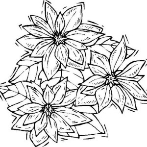 300x300 Poinsettia In Bloom Coloring Page Color Luna
